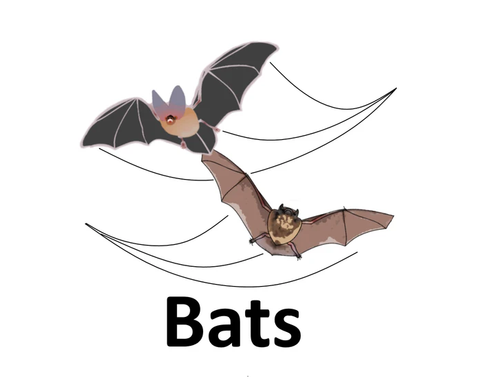 Safe bat exclusion