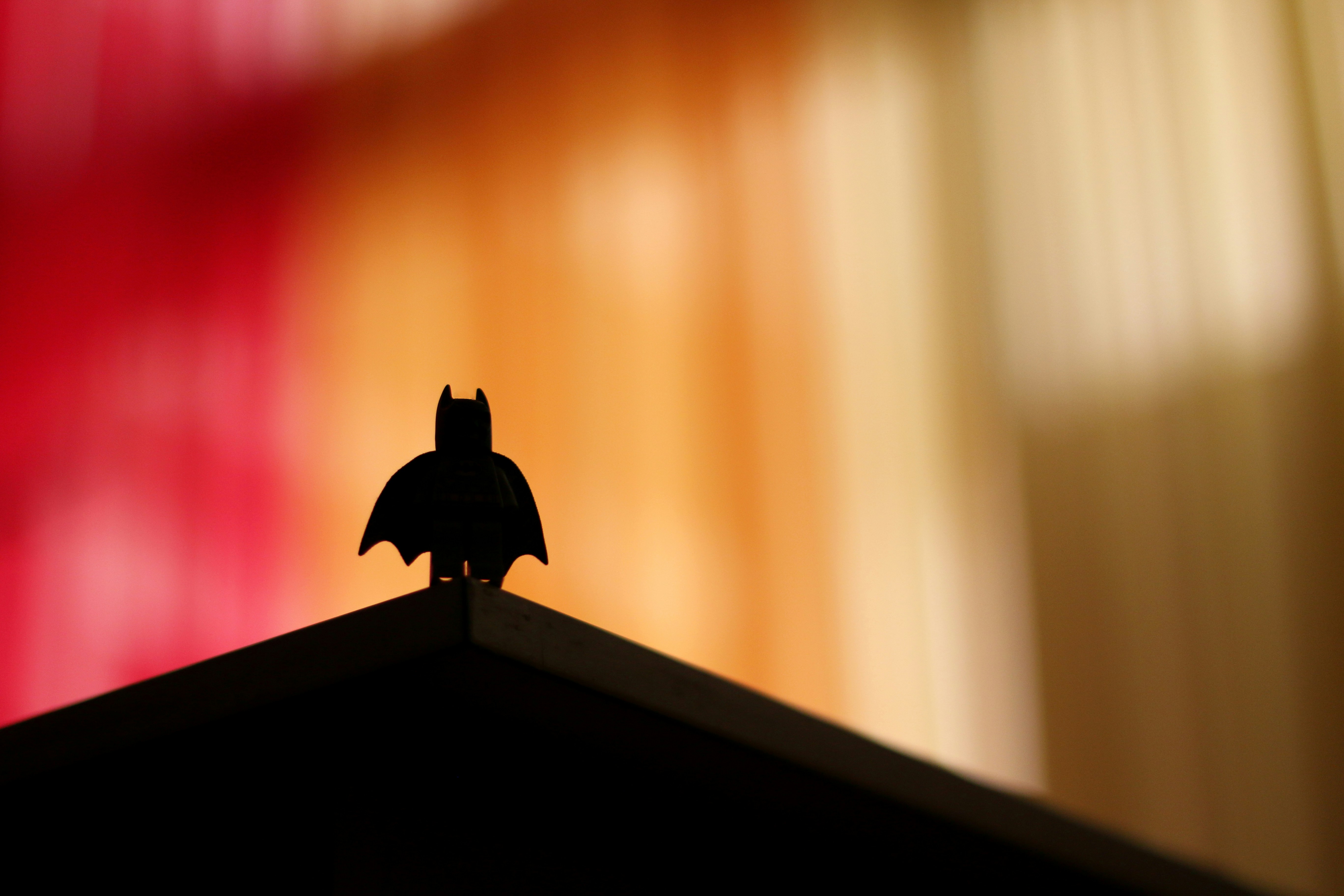 bat-in-attic